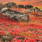 6. College, AK
