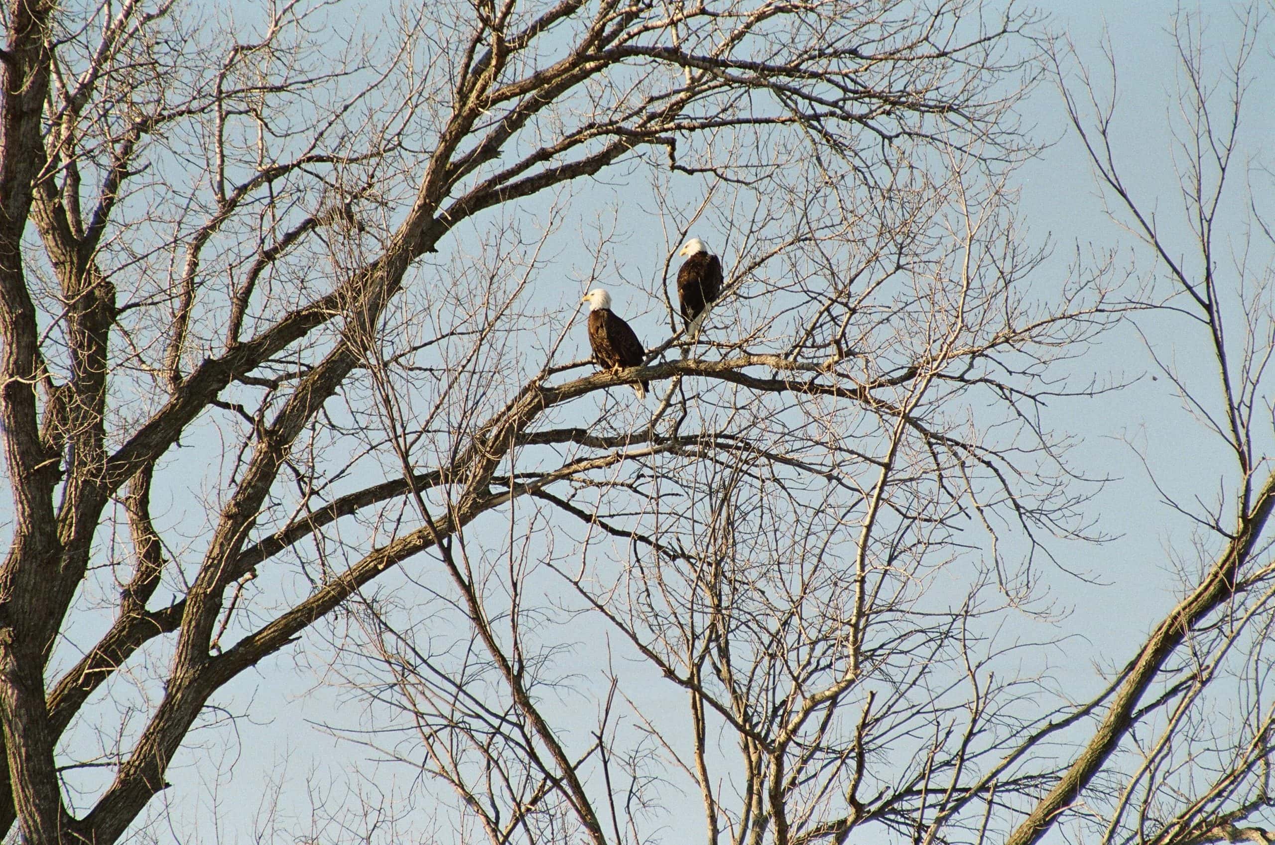 4. Decorah, IA